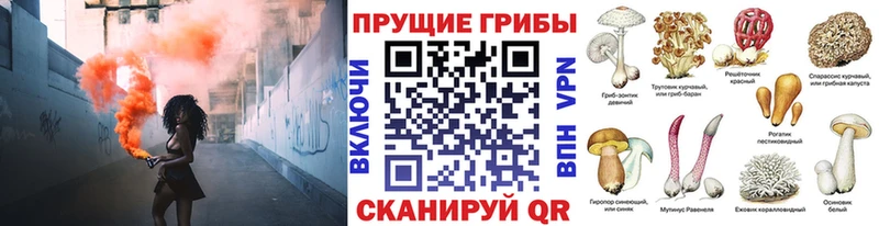 Купить закладки Георгиевск Галлюциногенные грибы мицелий